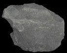 Fossil Graptolites (Didymograptus) - Great Britain #66624-1